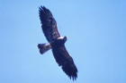 Swainson's Hawk